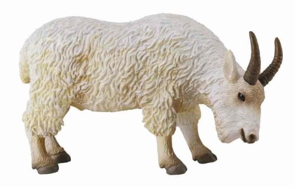 COLL88376 - Chamois qui mange - 1