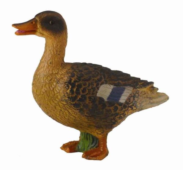 COLL88379 - Cane Colvert - 1