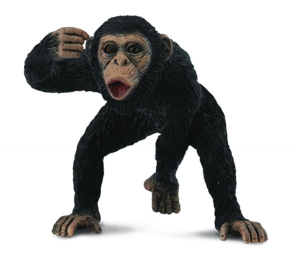 COLL88492 - Chimpanzé Mâle - 1