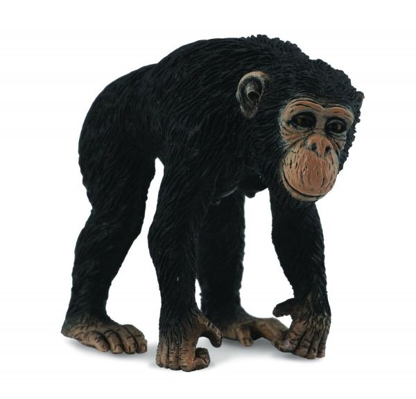 COLL88493 - Chimpanzé Femelle - 1