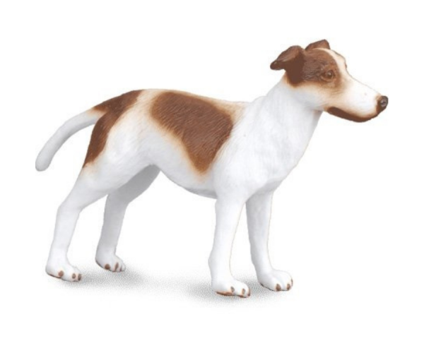 COLL88188 - Chiot Lévrier - 1