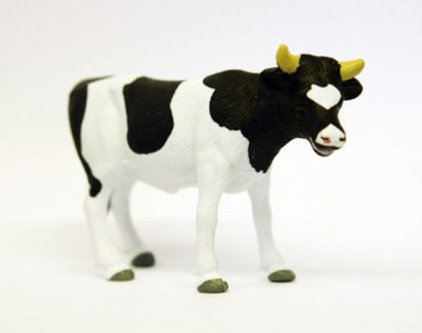 FGK571631 - Taureaux HOLSTEIN - 1