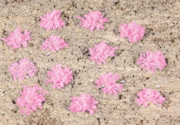 HEK1825 - 100 touffes d'herbe de lavande 5-6 mm - 1