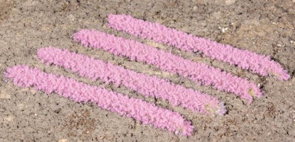 HEK1826 - 10 bandes d'herbe de lavande, 100 mm de long, 5-6 mm de haut - 1