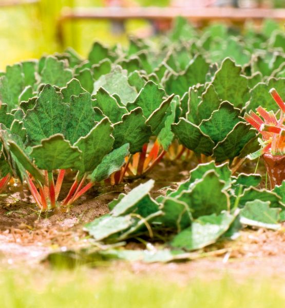 NOC14108 - Rhubarbe - 1