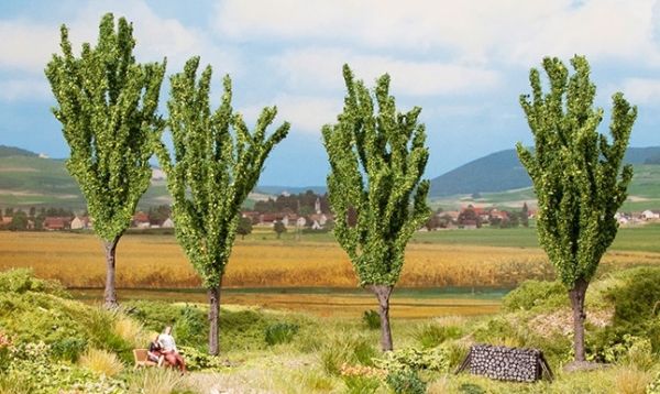 NOC21006 - 4 Peupliers - 12 cm - 1