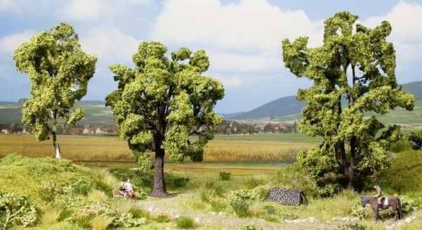 NOC21007 - Hêtre 13 cm, Acacia 15 cm et Bouleau 11.5 cm - 1