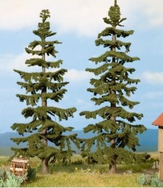 NOC21820 - 2 Sapins Nordman - 11 et 12.5 cm - 1