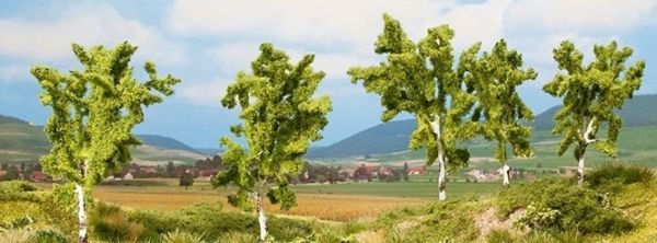 NOC25004 - 5 Bouleaux - 8 et 10 cm - 1