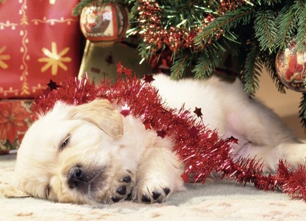 RAV07546 - Puzzle - 80 Pièces - Chiots de Noël - 36 x 26 cm - 1