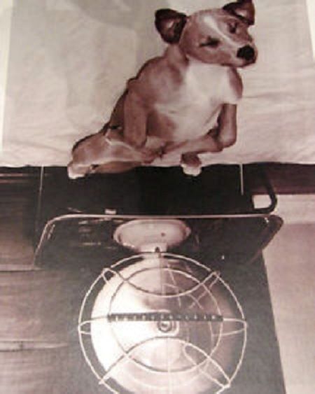 RAV15812 - Puzzle 1000 Pièces Vie de Chien 50 x 70cm - 1