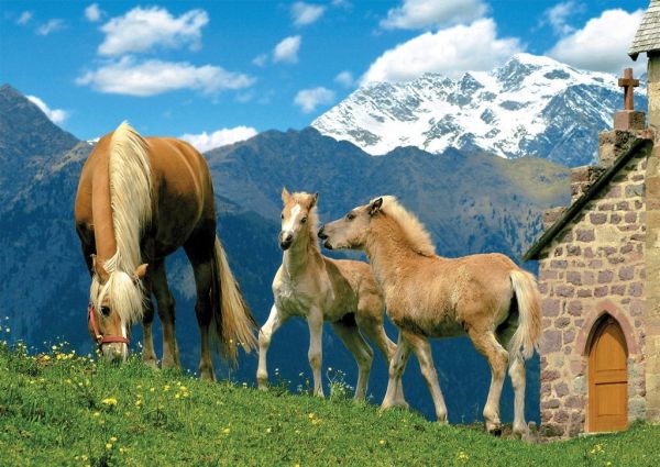 RAV16251 - Puzzle 1500 Jolis Haflinger 84 x 60 cm - 1