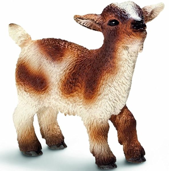 SHL13716 - Chevreau Nain - 1