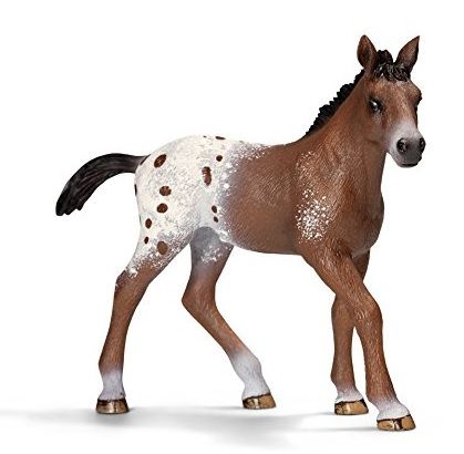 SHL13733 - Poulain Appaloosa - 1