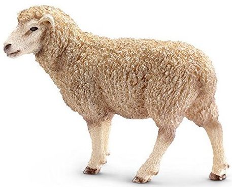 SHL13743 - Mouton - 1
