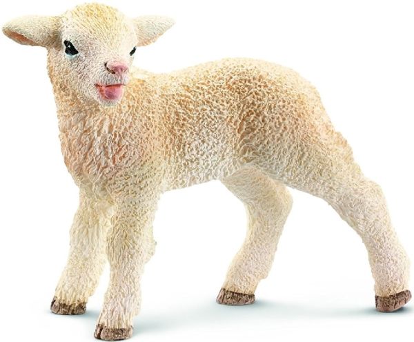 SHL13744 - Agneau - 1