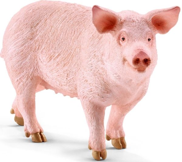 SHL13782 - Cochon - 1