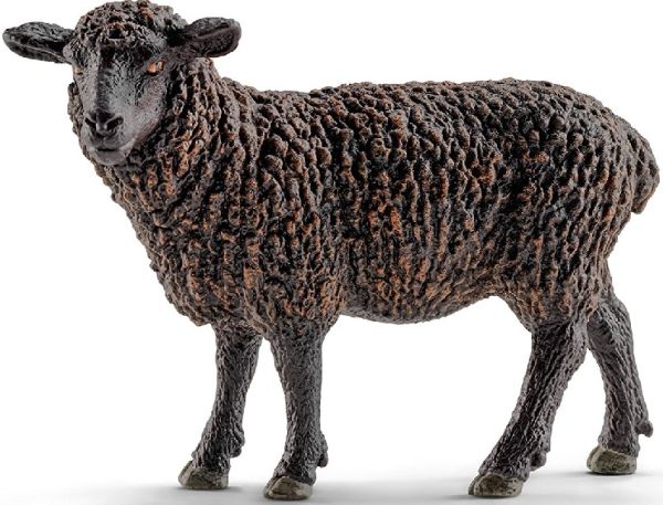 SHL13785 - Mouton noir - 1