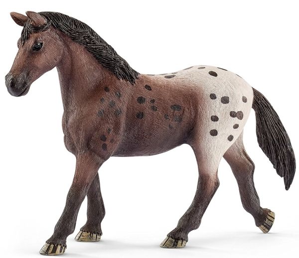 SHL13861 - Jument Appaloosa - 1