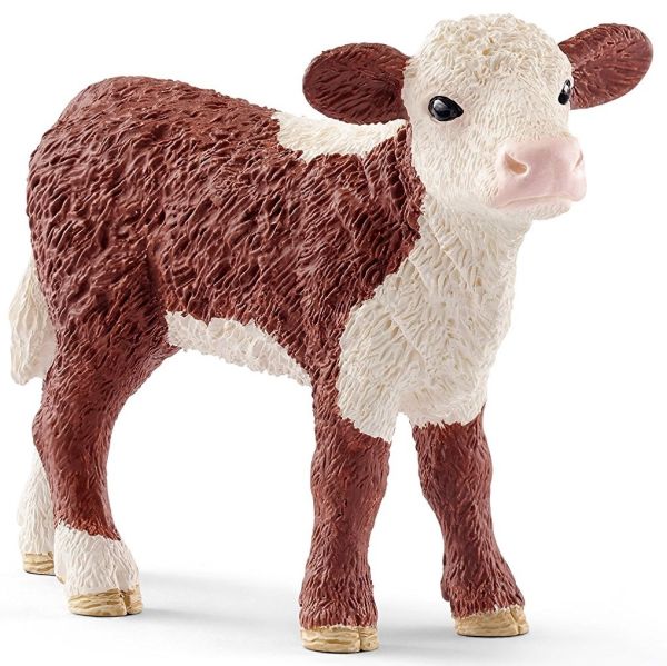 SHL13868 - Veau Hereford - 1