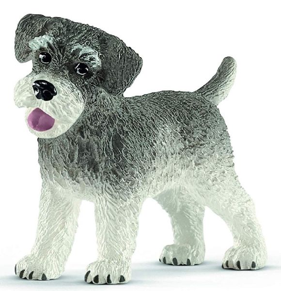 SHL13892 - Schnauzer nain - 1