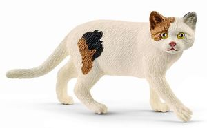 SHL13894 - Chat American shorthair - 1