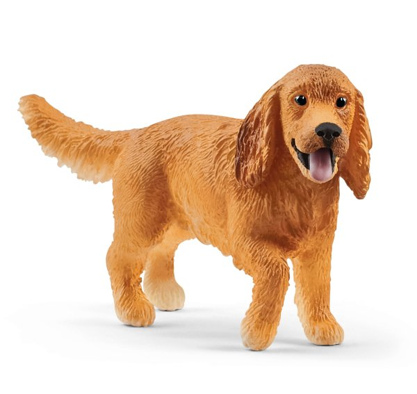 SHL13896 - Cocker spaniel anglais - 1