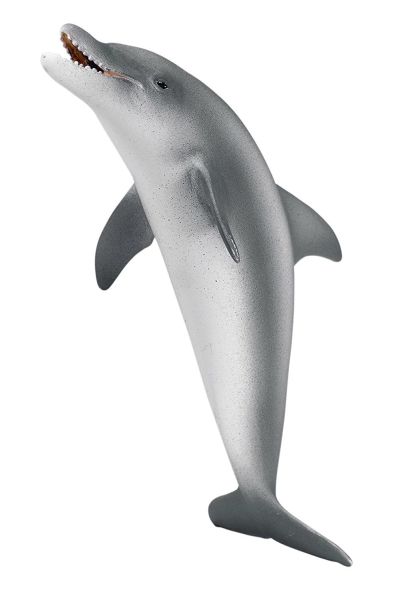 SHL16088 - Dauphin - 1