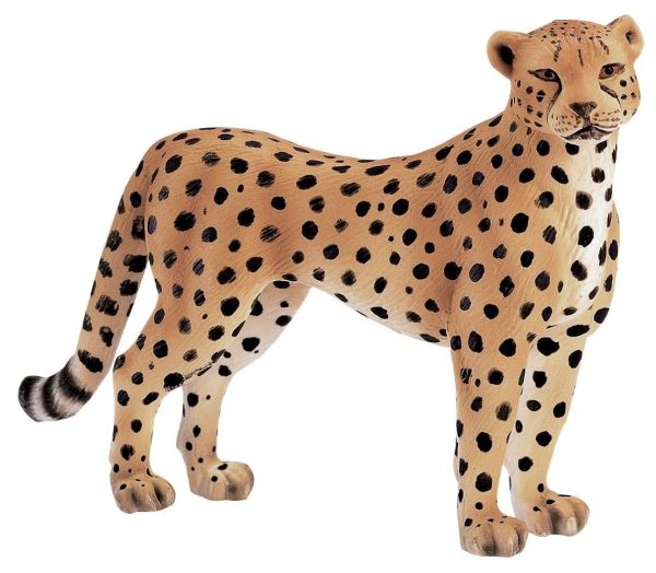 SHL14143 - Guépard Femelle - 1