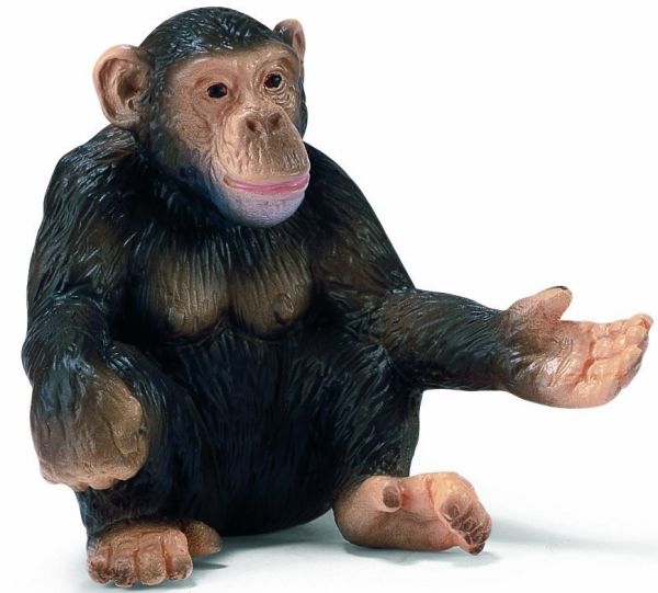 SHL14191 - Chimpanzé Femelle - 1