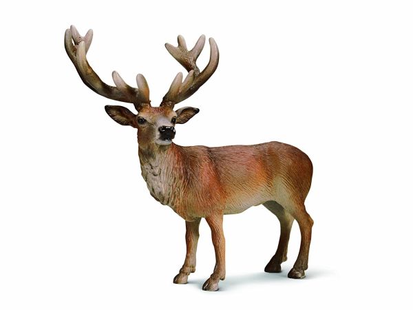 SHL14248 - Cerf Rouge - 1