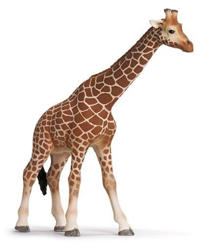 SHL14320 - Girafe Femelle - 1