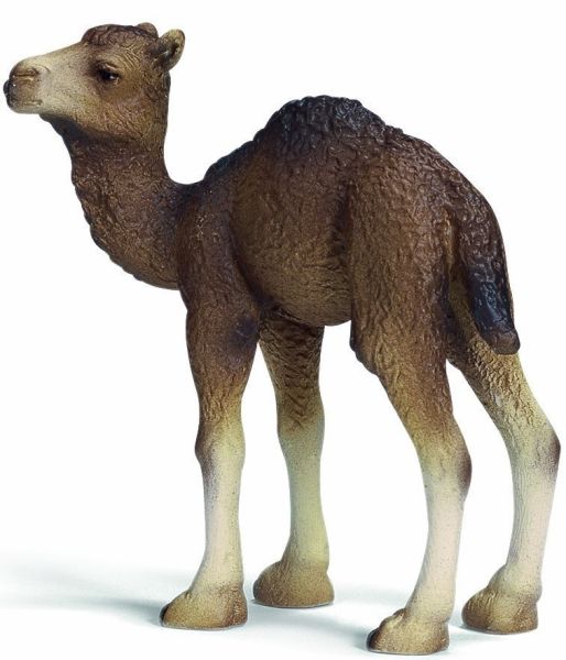 SHL14356 - Bébé Dromadaire - 1