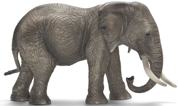 SHL14657 - Éléphant d'Afrique Femelle - 1