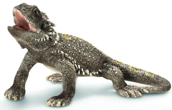 SHL14675 - Agame Barbu - 1