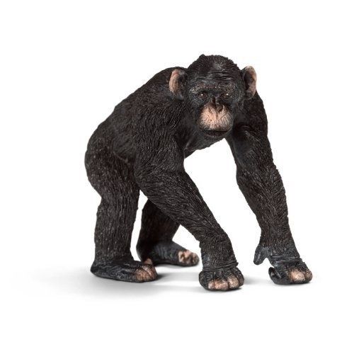 SHL14678 - Chimpanzé Mâle - 1