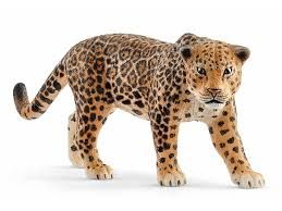 SHL14769 - Jaguar - 1