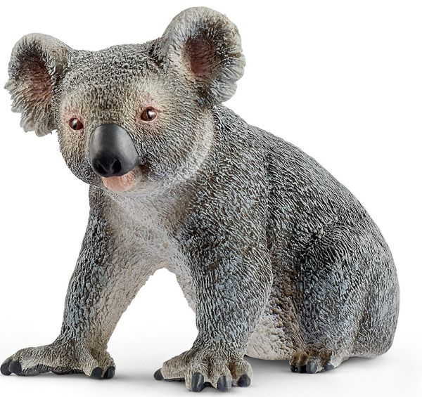 SHL14815 - Koala - 1