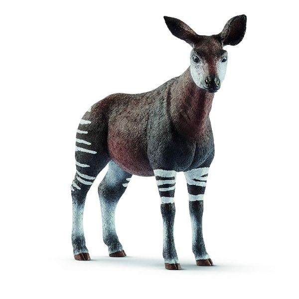 SHL14830 - Okapi - 1