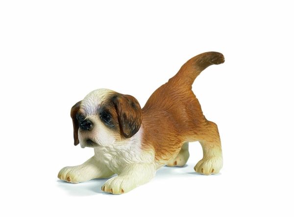 SHL16345 - Chiot St.-Bernard - 1