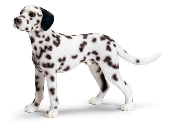 SHL16346 - Dalmatien - 1