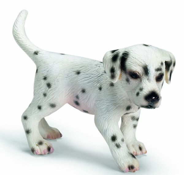 SHL16347 - Chiot Dalmatien - 1