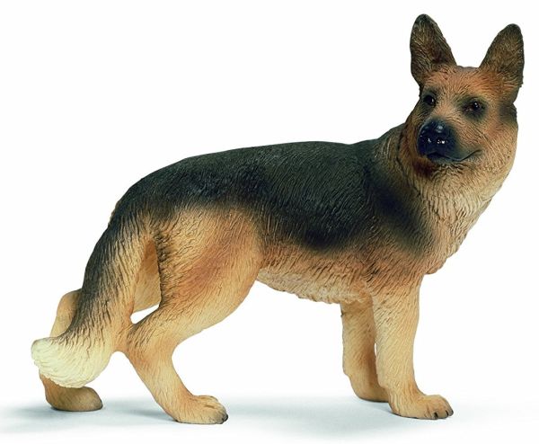 SHL16375 - Berger Allemand ,  Femelle - 1