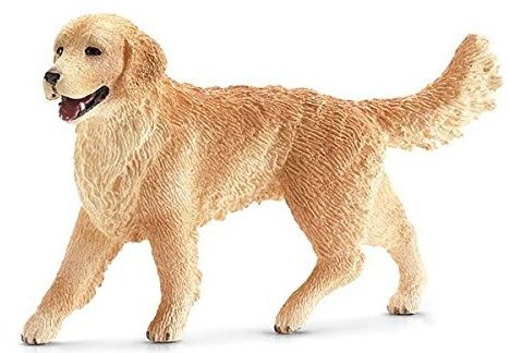 SHL16395 - Golden Retriever femelle - 1