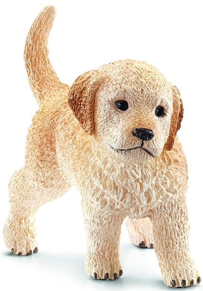 SHL16396 - Chiot Golden Retriever - 1