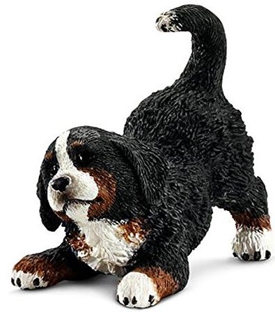 SHL16398 - Chiot bouvier bernois - 1