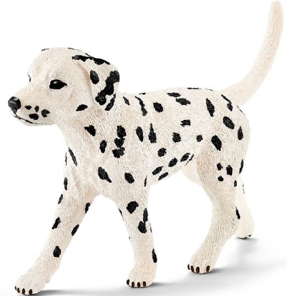 SHL16838 - Dalmatien mâle - 1