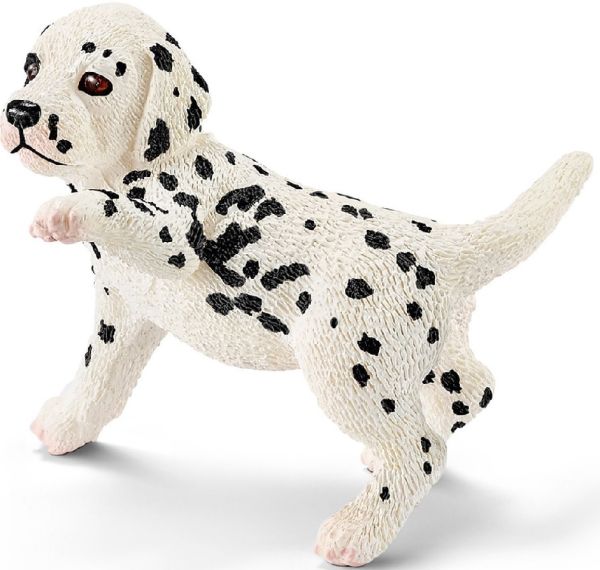 SHL16839 - Chiot dalmatien - 1