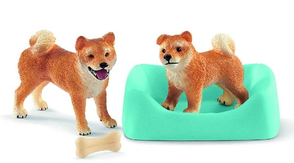 SHL42479 - Mére et chiot Shiba Inu - 1