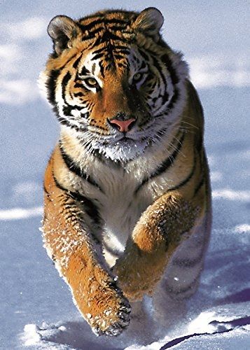 TRF37009 - Puzzle 500 Pièces Le tigre des neiges 34 x 48 cm - 1